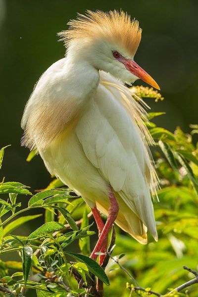 Florida-Anastasia Island Cattle egret in breeding plumage